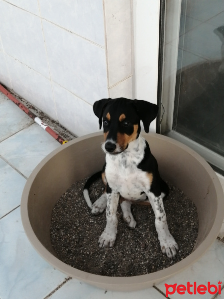 Beagle, Köpek  Tarçın fotoğrafı