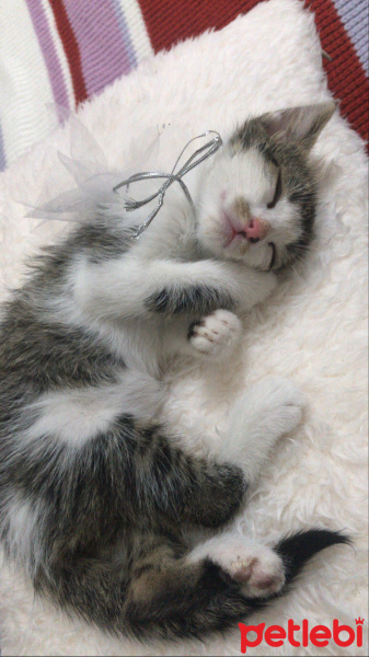 Tekir Kedi, Kedi  Nazlı fotoğrafı
