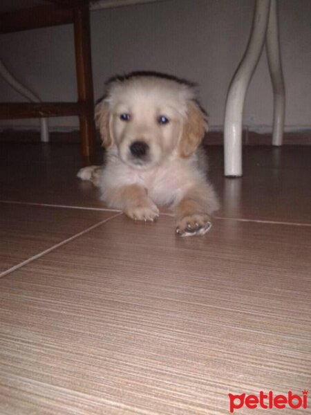 Golden Retriever, Köpek  oscar fotoğrafı