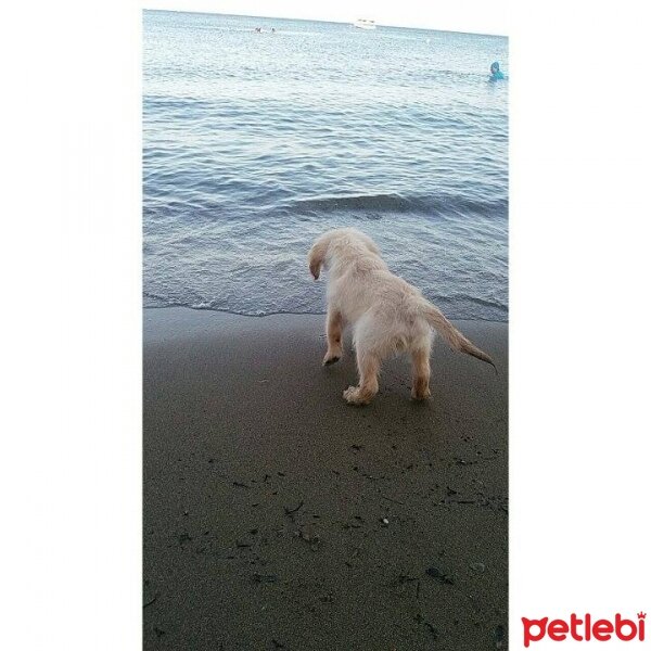 Golden Retriever, Köpek  oscar fotoğrafı