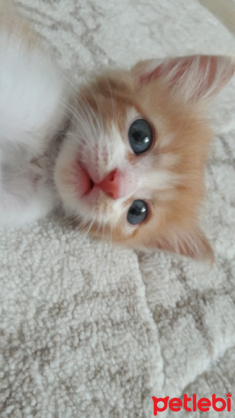Sarman, Kedi  Aşkım fotoğrafı