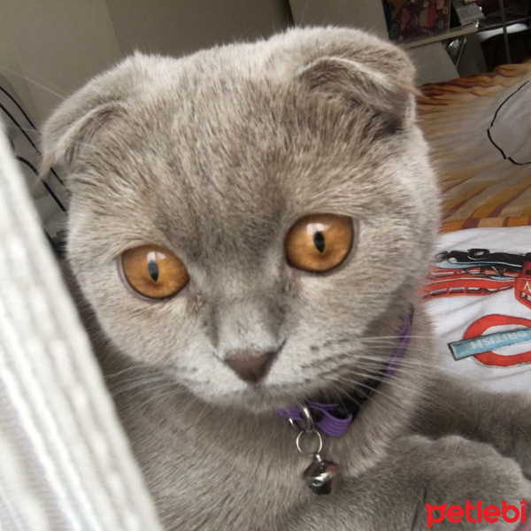 Scottish Fold, Kedi  Duman fotoğrafı