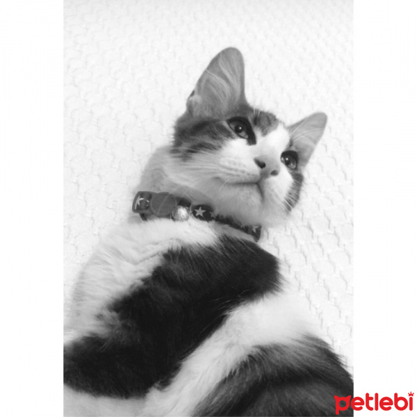 Tekir Kedi, Kedi  Oscar fotoğrafı
