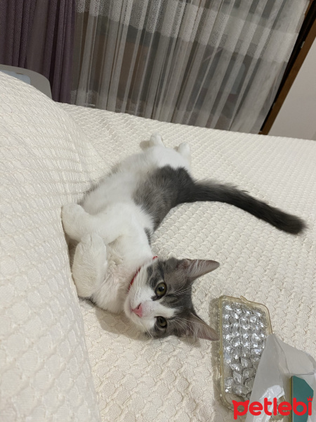 Tekir Kedi, Kedi  Oscar fotoğrafı