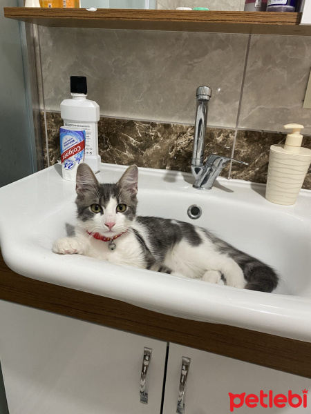 Tekir Kedi, Kedi  Oscar fotoğrafı