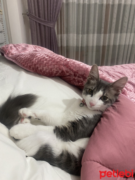 Tekir Kedi, Kedi  Oscar fotoğrafı