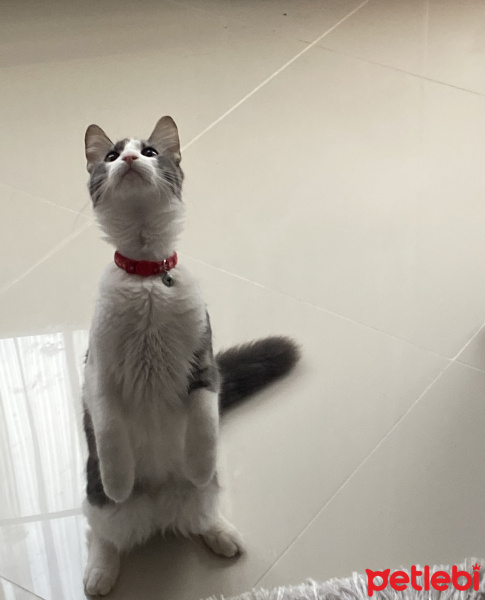 Tekir Kedi, Kedi  Oscar fotoğrafı