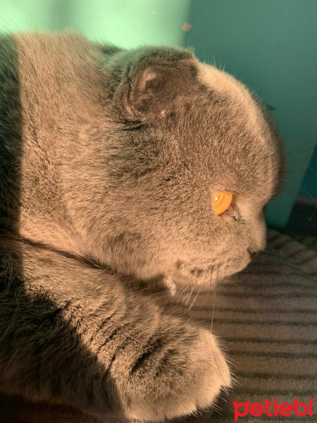 Scottish Fold, Kedi  paşa fotoğrafı