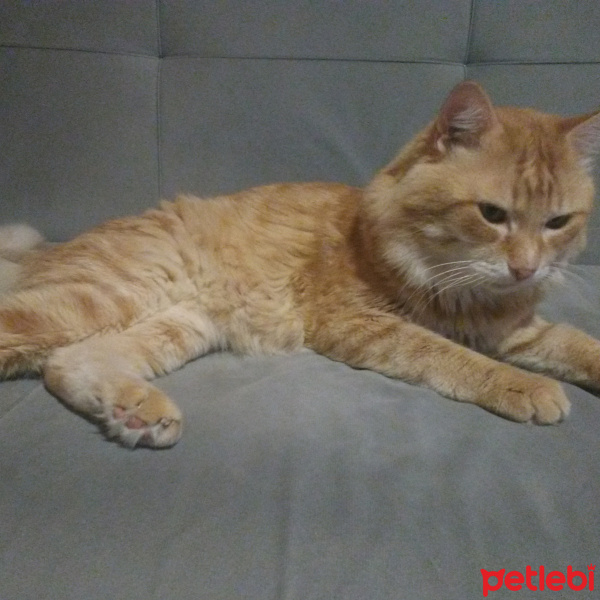 Sarman, Kedi  Fındık fotoğrafı