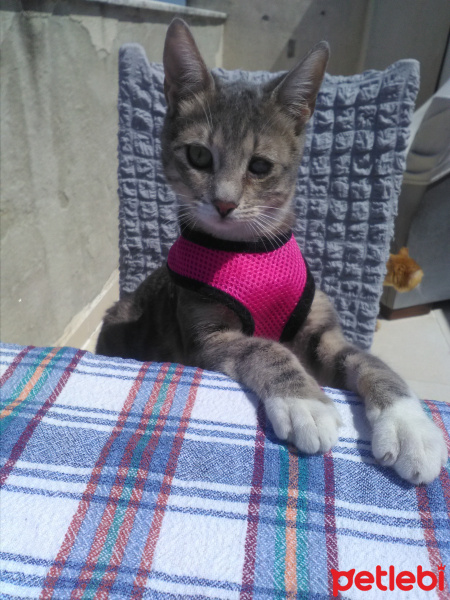 Sarman, Kedi  Fındık fotoğrafı