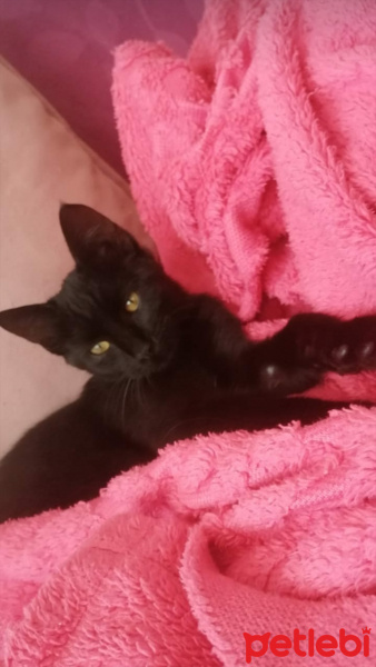 Bombay, Kedi  Asil fotoğrafı