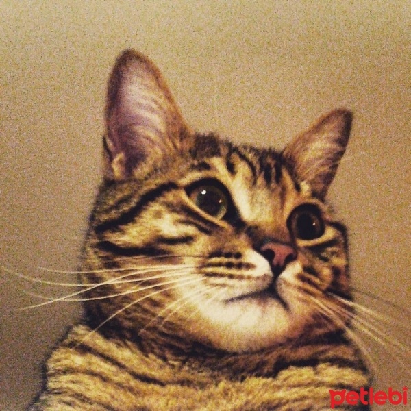 Tekir Kedi, Kedi  bambam fotoğrafı