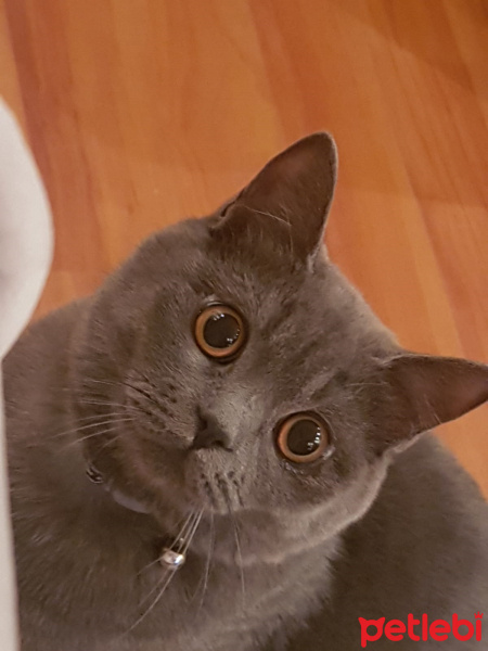 British Shorthair, Kedi  Gece fotoğrafı