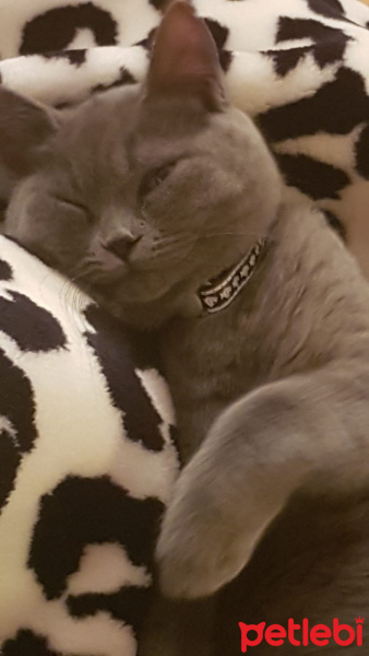 British Shorthair, Kedi  Gece fotoğrafı