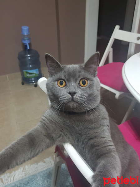 British Shorthair, Kedi  Gece fotoğrafı