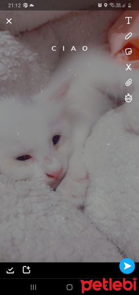 Van Kedisi, Kedi  Mia fotoğrafı