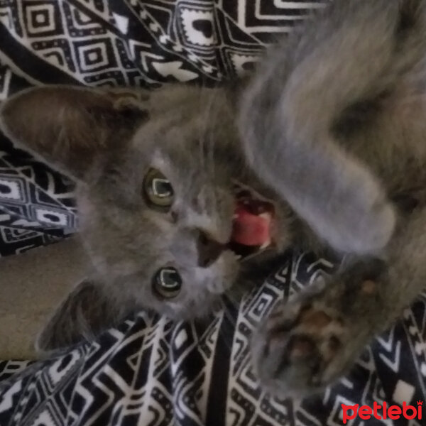 British Shorthair, Kedi  Buddy fotoğrafı