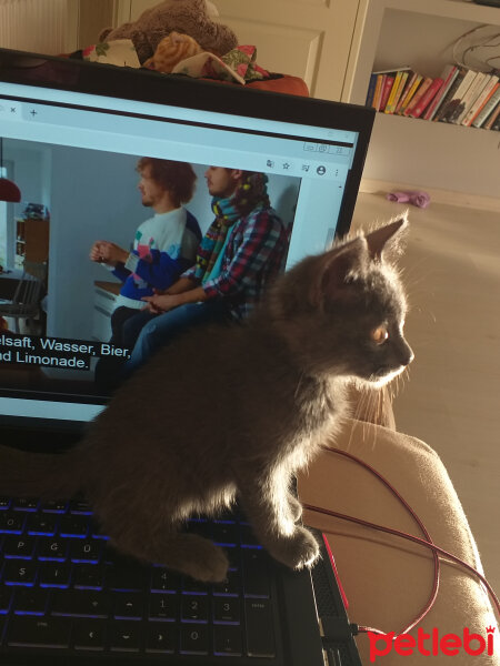 British Shorthair, Kedi  Buddy fotoğrafı