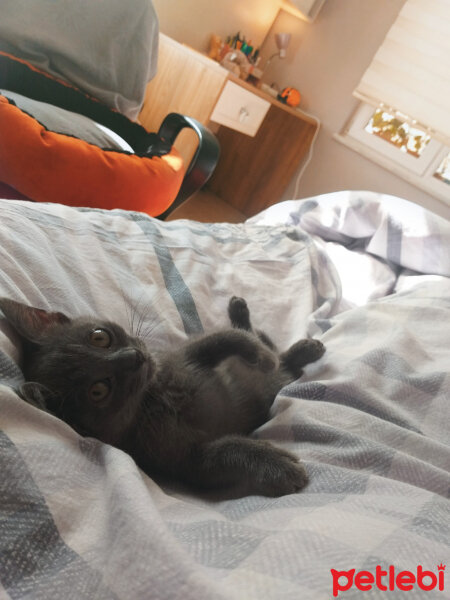 British Shorthair, Kedi  Buddy fotoğrafı