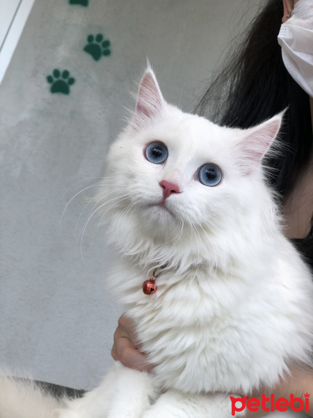 Ankara Kedisi, Kedi  Luppo fotoğrafı