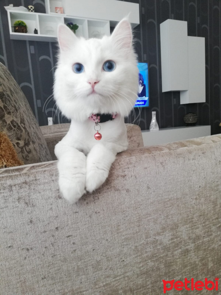 Ankara Kedisi, Kedi  Luppo fotoğrafı