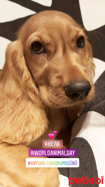 İngiliz Cocker Spaniel, Köpek  Hera fotoğrafı