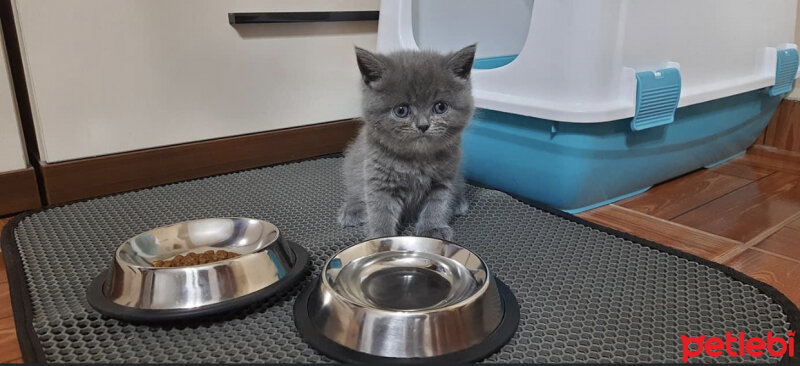 British Shorthair, Kedi  Mila fotoğrafı