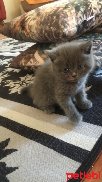 British Shorthair, Kedi  Mila fotoğrafı