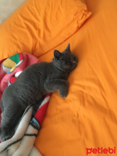 British Shorthair, Kedi  Mila fotoğrafı