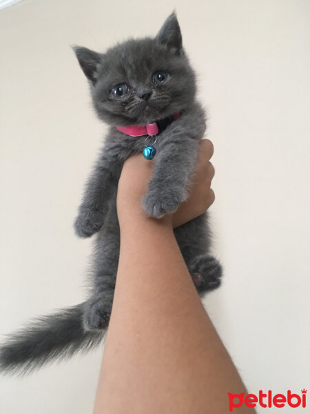 British Shorthair, Kedi  Mila fotoğrafı