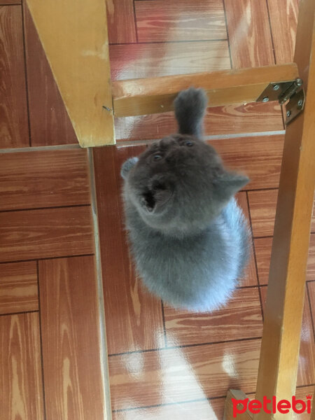 British Shorthair, Kedi  Mila fotoğrafı