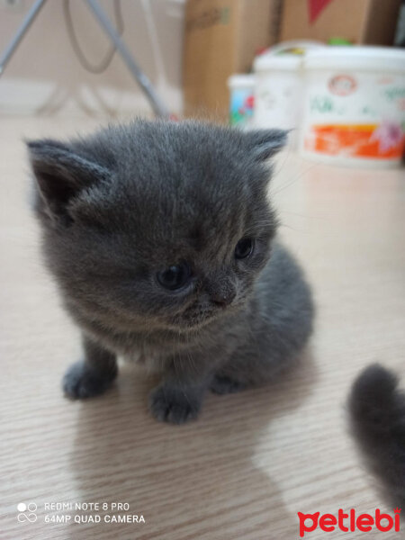 British Shorthair, Kedi  Mila fotoğrafı