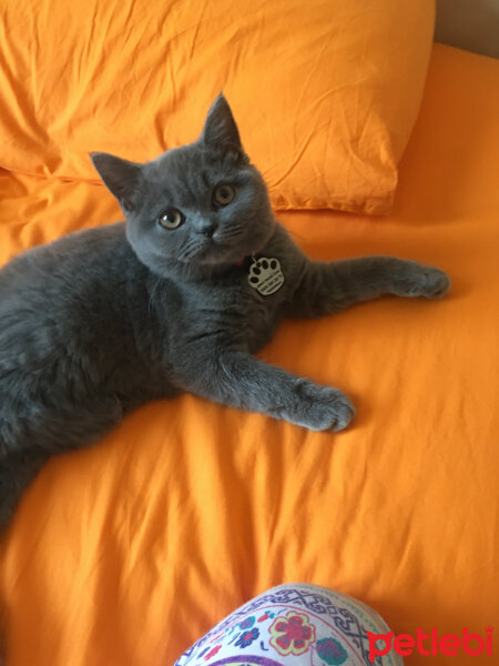 British Shorthair, Kedi  Mila fotoğrafı