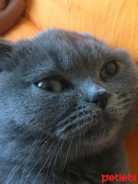 British Shorthair, Kedi  Mila fotoğrafı