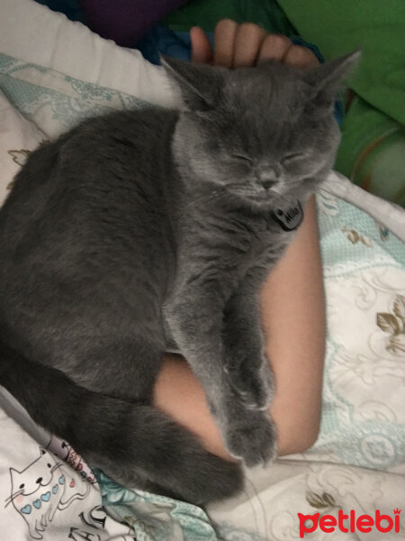 British Shorthair, Kedi  Mila fotoğrafı