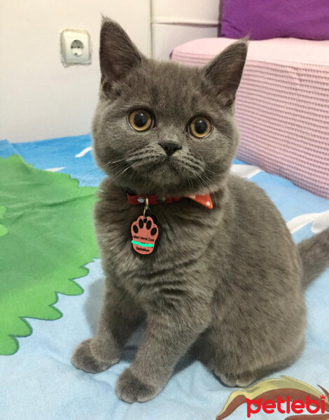 British Shorthair, Kedi  Mila fotoğrafı