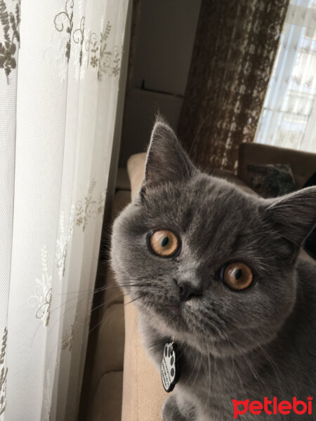 British Shorthair, Kedi  Mila fotoğrafı