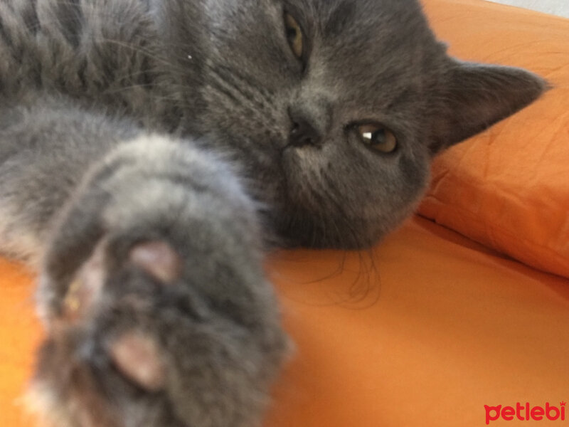 British Shorthair, Kedi  Mila fotoğrafı