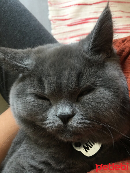 British Shorthair, Kedi  Mila fotoğrafı