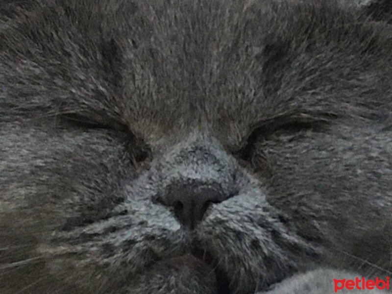 British Shorthair, Kedi  Mila fotoğrafı