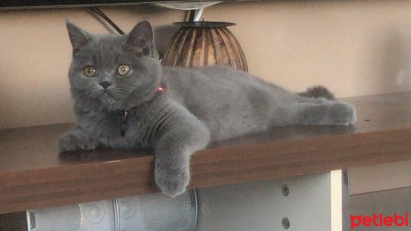 British Shorthair, Kedi  Mila fotoğrafı