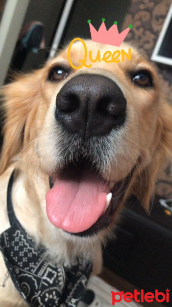 Golden Retriever, Köpek  Daisy fotoğrafı