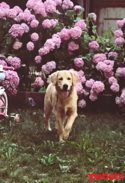 Golden Retriever, Köpek  Daisy fotoğrafı