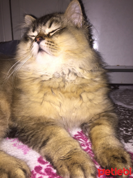 British Shorthair, Kedi  Minnoşş fotoğrafı