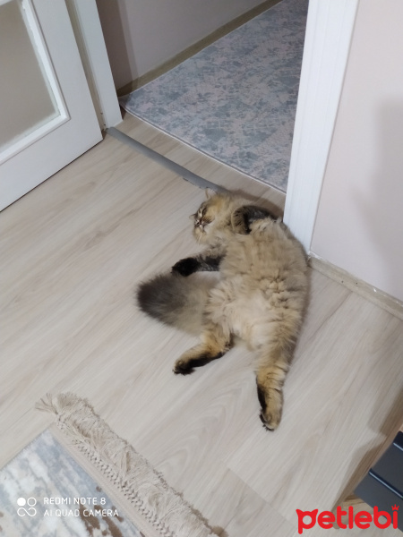 British Shorthair, Kedi  Minnoşş fotoğrafı