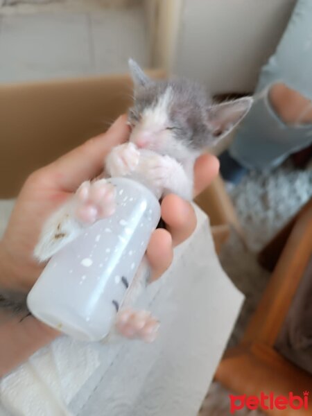 Chinchilla, Kedi  İnci fotoğrafı