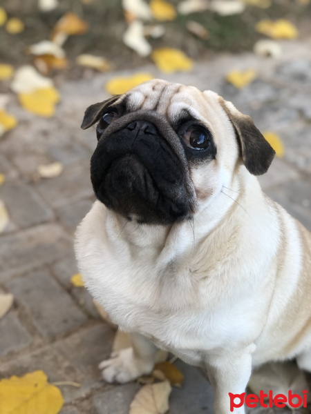 Pug, Köpek  leo fotoğrafı