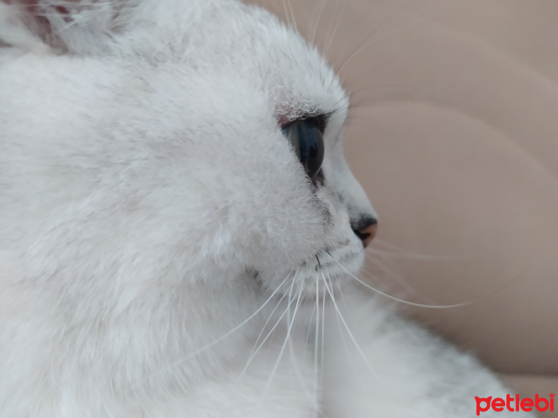 Scottish Fold, Kedi  leydi fotoğrafı