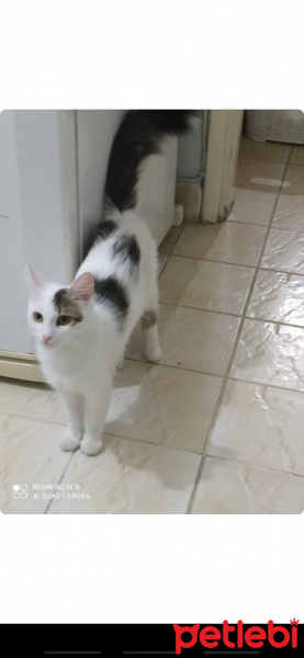Tekir Kedi, Kedi  Mecnun fotoğrafı