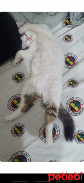 Tekir Kedi, Kedi  Mecnun fotoğrafı